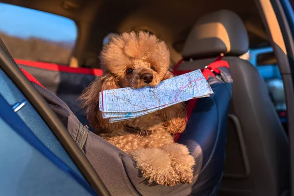 Cão Viajando Assento Carro Assento Dianteiro Carro Cão Com Mapa — Fotografia de Stock