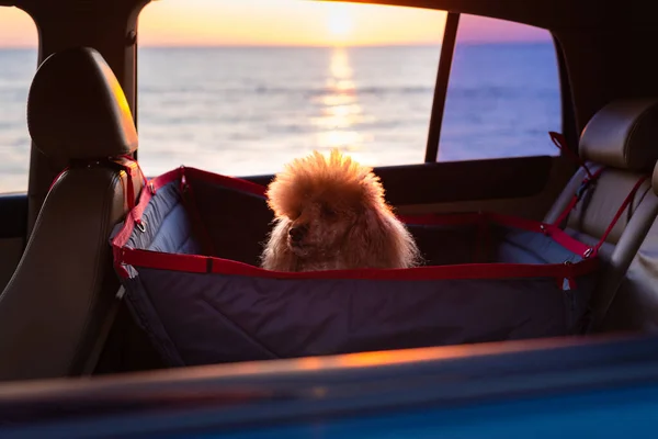 Dog traveling in a car seat the back seat of a car. Sunset.