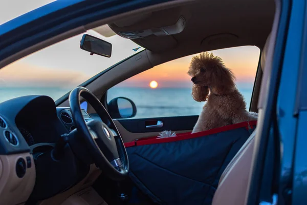 Hund Autositz Auf Dem Beifahrersitz — Stockfoto