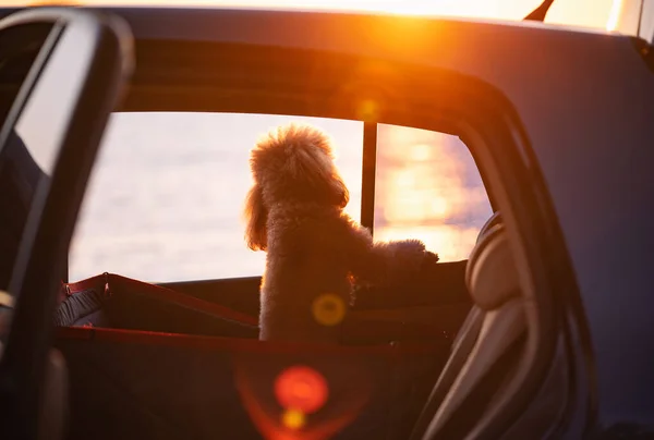 Hund Reser Bilstol Baksätet Bil Solnedgång — Stockfoto