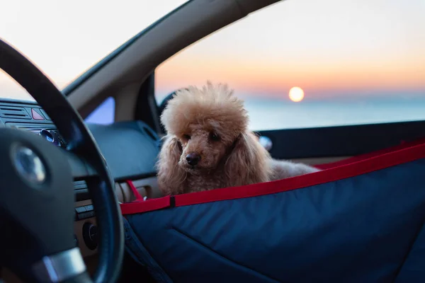 Hund Som Reser Bilstol Framsätet Bil Stockfoto