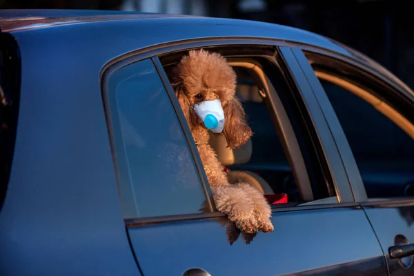 Dog wearing face mask because of air pollution or virus epidemic in the city. Dog looking out of car window.