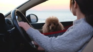Araba kullanan genç bir kadın ve köpek bir arabanın ön koltuğunda seyahat ediyorlar..