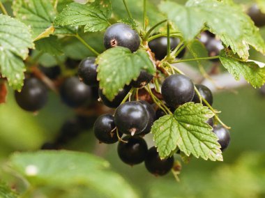 Frenk üzümü, olgun böğürtlenler dalda