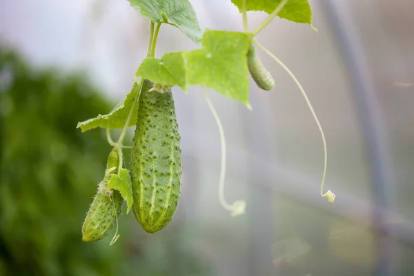 温室中的分支的新鲜黄瓜 — 图库照片