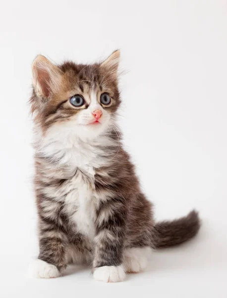 Пушистый коричневый котенок — стоковое фото