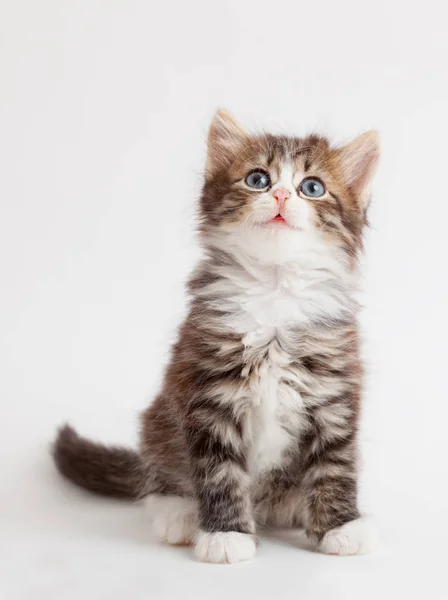 Little fluffy brown kitten — Stock Photo, Image