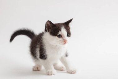 kabarık siyah-beyaz kedicik