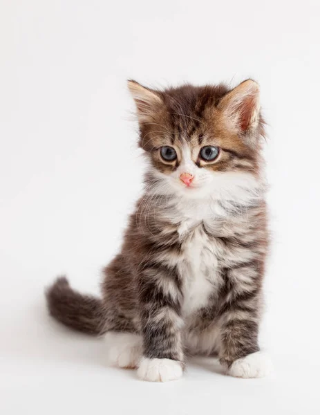 Little fluffy brown kitten — Stock Photo, Image