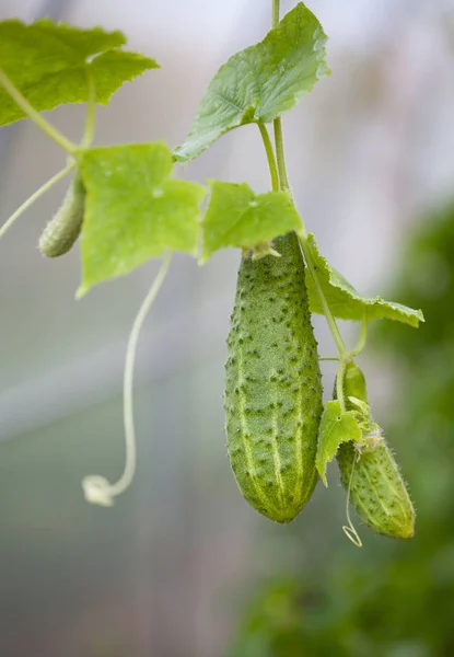 Fresh cucumbers on the branch in a greenhouse — Stock Photo, Image