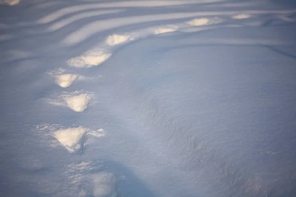 Noite de inverno. Neve . — Fotografia de Stock