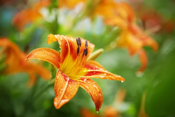 Оранжевая лилия после дождя — стоковое фото