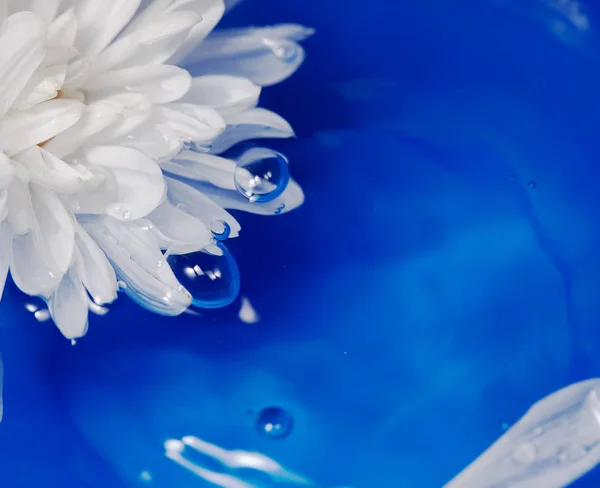 Blume auf dem Wasser — Stockfoto