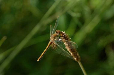 yusufçuk yeşil çim bir arka plan üzerinde olduğunu