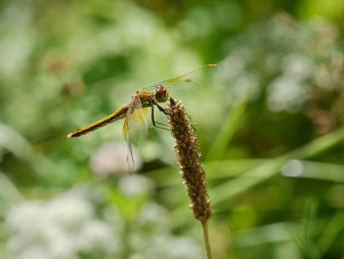yusufçuk yeşil çim bir arka plan üzerinde olduğunu