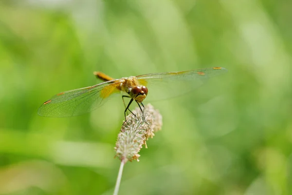 Dragonfly is on a background of green grass — Stock Photo, Image