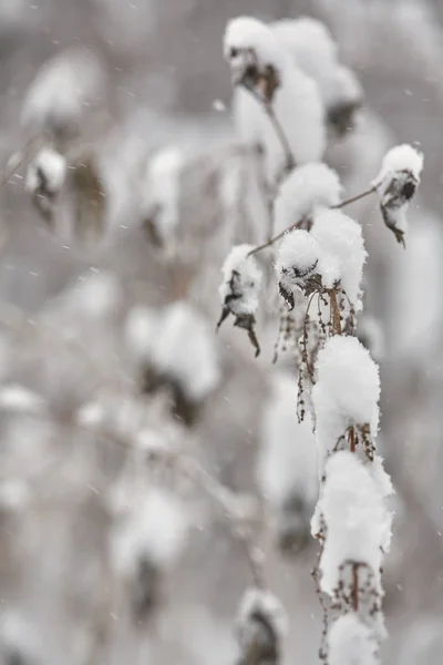 Dia de inverno, talos de grama seca sob a neve — Fotografia de Stock