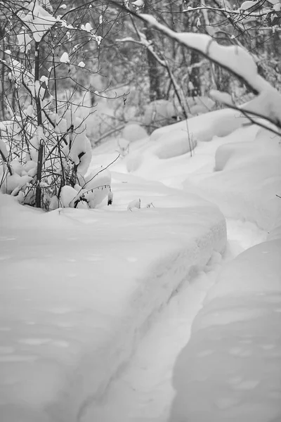 Kış günü, karlı ormanda dar bir yol.