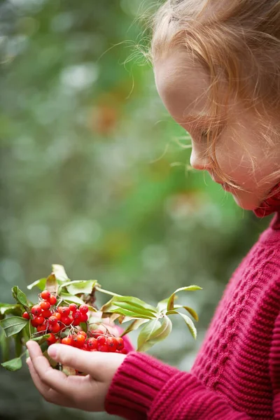 Rowan berries in the hands of little red-haired girl — ストック写真