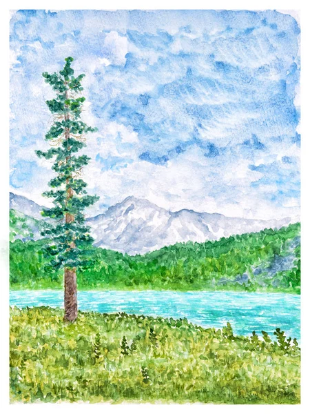 Летний горный пейзаж с высокой елкой и Тарном — стоковое фото