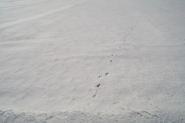 Тварина слідує на твердому снігу . — стокове фото