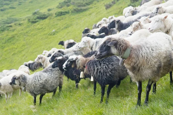 Paisagem montanhosa com ovelhas em Cárpatos — Fotografia de Stock