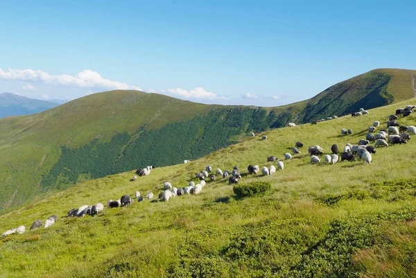 Bergslandskap med fåren i Karpaterna — Stockfoto