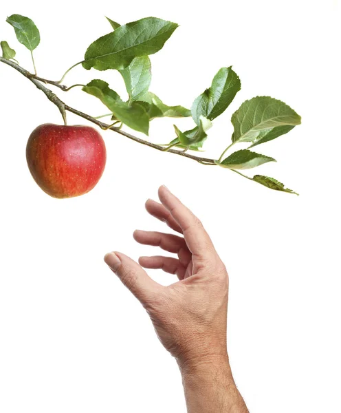 Recogiendo una manzana de un árbol — Foto de Stock