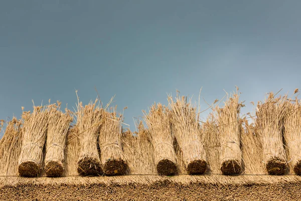 Thatched Roof with Straw — Stock Photo, Image