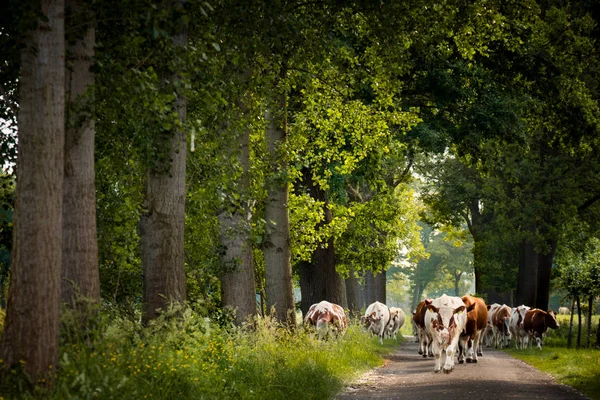 Carretera de campo con vacas holandesas —  Fotos de Stock