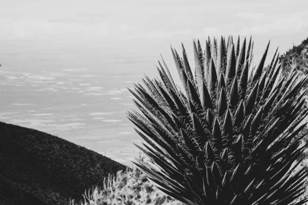 Landscape with cactus Monochrome Stock Image