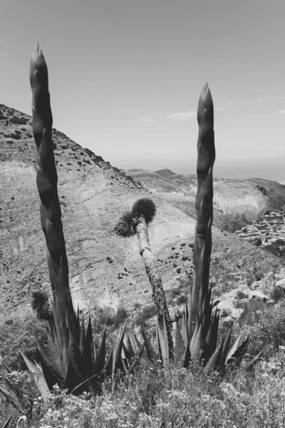 Paisaje mexicano con pueblo y cactus —  Fotos de Stock