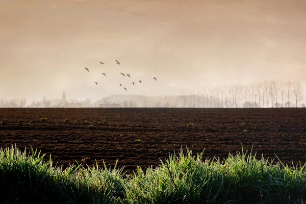 Campo Fluido Borde Pueblo Negocio Agrícola Campos Cultivo Amanecer Con — Foto de Stock