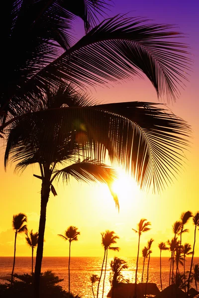 Coconut palm trees against colorful sunset — Stock Photo, Image
