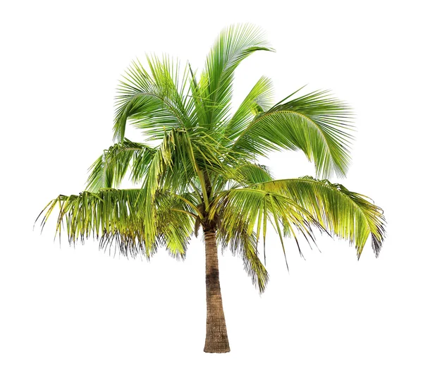 Palm tree av kokosnöt — Stockfoto