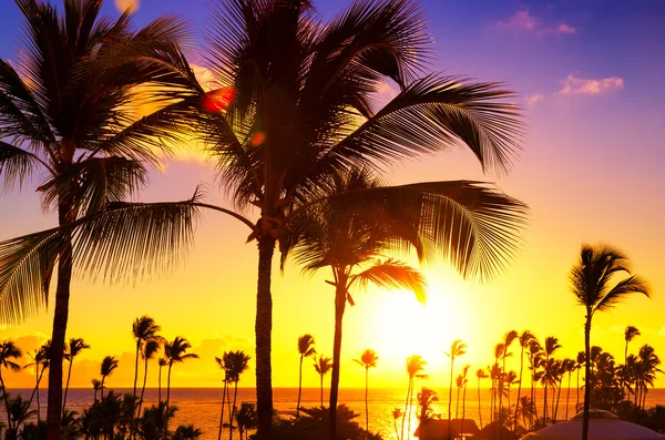 Coconut palm trees against colorful sunset — Stock Photo, Image