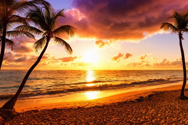 Kokosové palmy proti barevný západ slunce — Stock fotografie