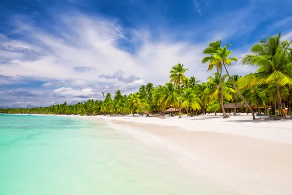 Kókusz pálmafákkal szegélyezett, fehér homokos strand — Stock Fotó