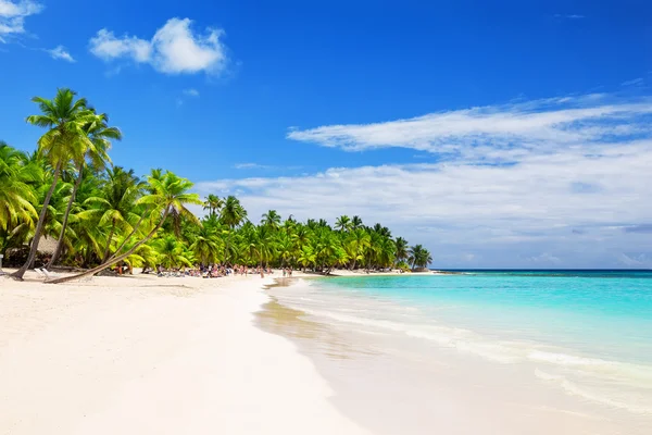 Coconut Palm trees on white sandy beach Stock Picture