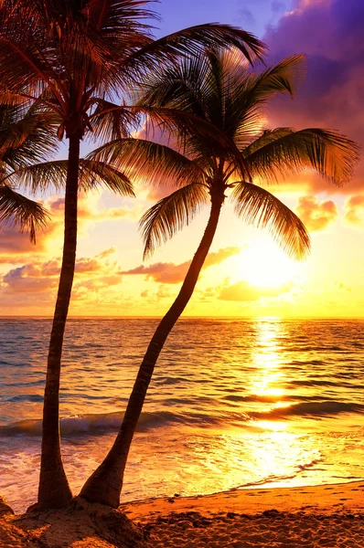 stock image Coconut palm trees against colorful sunset 