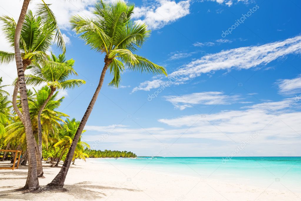 Coconut Palm trees on white sandy beach 