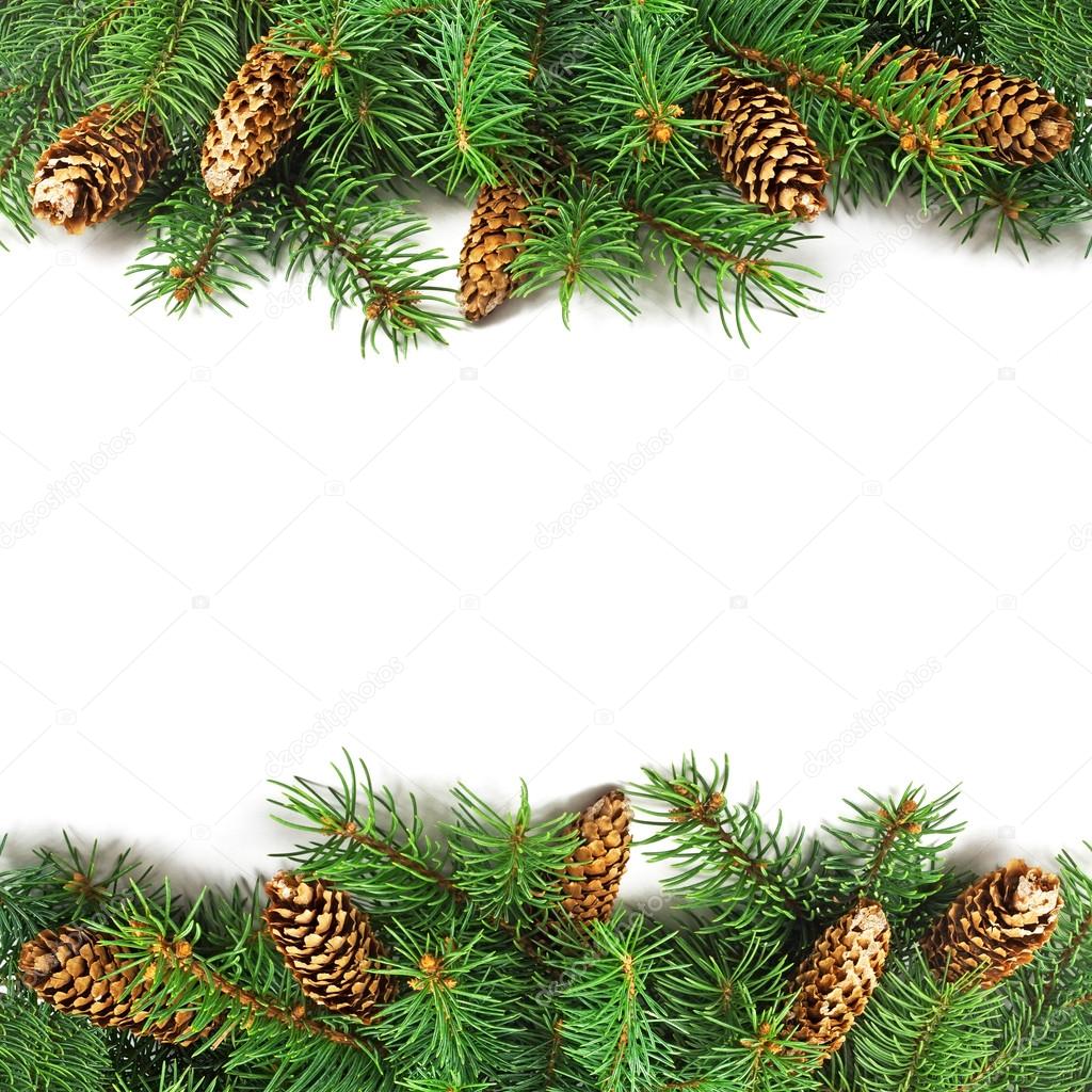 Branch of Christmas tree and cones 