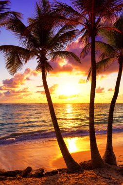 Hindistan cevizi palmiye ağaçları Saona Island renkli günbatımı karşı. Cari
