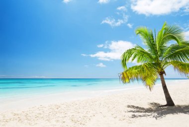 Güzel tropikal beyaz plaj ve Hindistan cevizi hurma ağaçları
