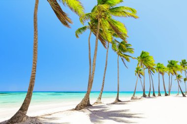 Coconut Palm trees on white sandy beach in Cap Cana, Dominican R clipart