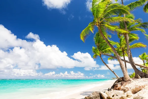 Palmy kokosowe na białej, piaszczystej plaży — Zdjęcie stockowe