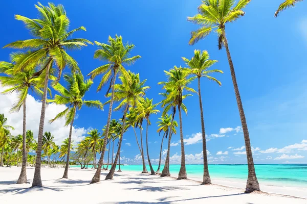 Palmeras de coco en la playa de arena blanca — Foto de Stock