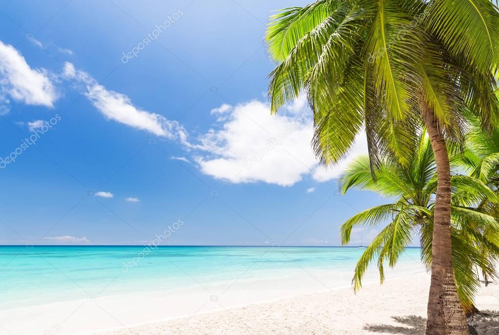 Beautiful tropical white beach and coconut palm trees. Holiday a