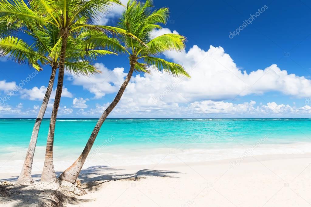 Beautiful tropical white beach and coconut palm trees