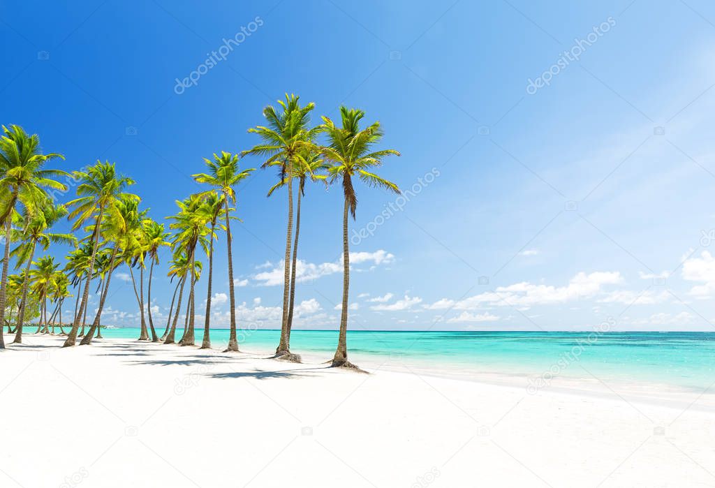 Coconut Palm trees on white sandy beach in Punta Cana, Dominican